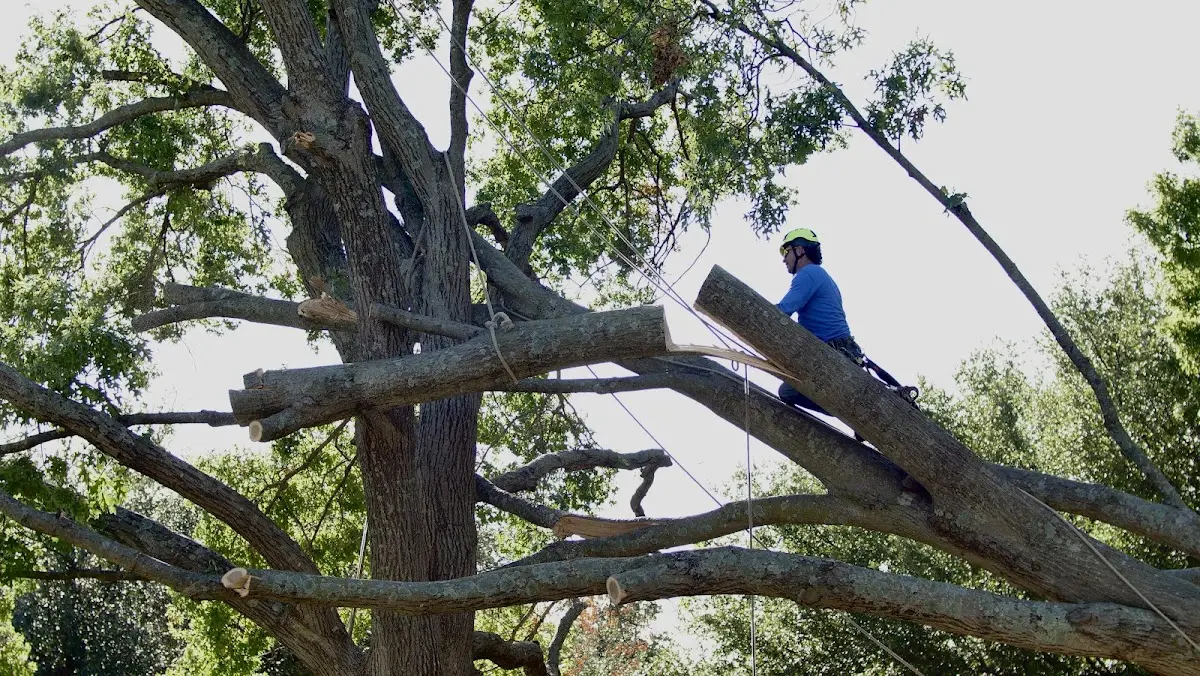Professional Crown Thinning performed by certified arborists in Mc Intosh